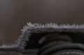 Frost1