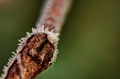 Frost2